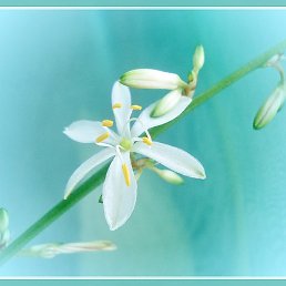 �����, ������, 66 ���