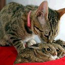 ���� Nikitooos, ������, 27 ��� - ��������� 20 ������� 2014