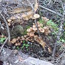 ���� ������, �������� - ��������� 17 �������� 2014 � ������ ������ � ��������!�