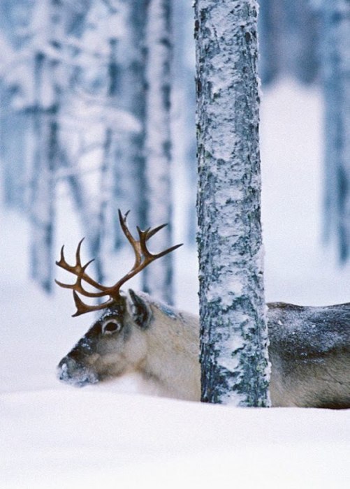 Art & Fun - 4 декабря 2014 в 13:04 - 5