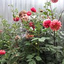 ���� ����, �������, 40 ��� - ��������� 26 �������� 2014 � ������ ���� ����������