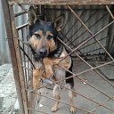 ���� Ararat, ��������, 65 ��� - ��������� 8 ������� 2014