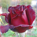 ���� �������, �����������, 71 ��� - ��������� 12 ������� 2014 � ������ ���� ������� �������