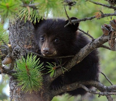    (Teddy Bear)       () ,  ...