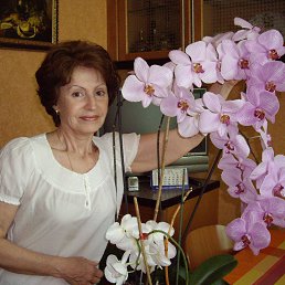 �����, �����-���������, 78 ���