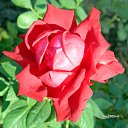 ���� ���������, ���������, 67 ��� - ��������� 22 �������� 2014