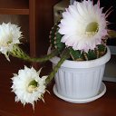  Stas, , 65  -  1  2014    