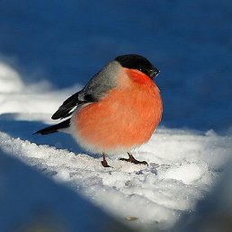 Kuri, �����-���������, 46 ���