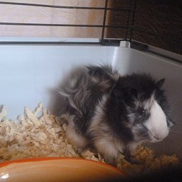 ���� ������ ��������, ������ - ��������� 28 ������� 2014