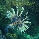 ���� Tamara, �����, 66 ��� - ��������� 23 �������� 2014 � ������ ������ ��������