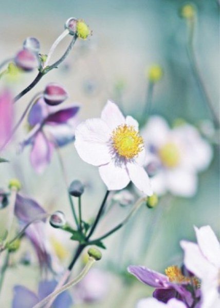 Чем позитивнее вы настроены, тем больше вы притянете того, что поможет вам сохранить душевный подъем ... - 5