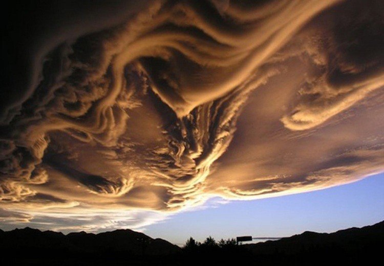   .Undulatus asperatus,        ... - 4