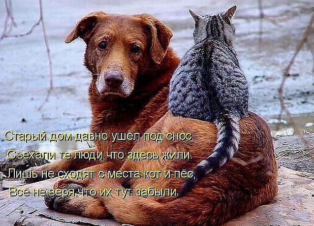 Наши любимцы :3 - 30 октября 2014 в 14:23