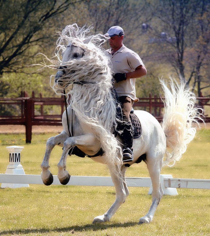 Танец лошадки. Лошадь танцует. Танец с лошадью. Человек на лошади. Танцующая с лошадьми.