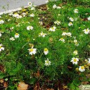 ���� ����, ������� �����, 51 ��� - ��������� 18 ������� 2014 � ������ ������ ��������