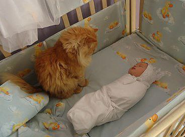 Своих шестеро, так еще и за этим приглядывай!