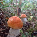  Skoj,  -  13  2014   - 