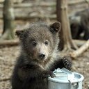 ���� �����, ������ - ��������� 17 ������� 2014 � ������ �animals�