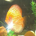 ���� ���������, ����������, 52 ���� - ��������� 29 �������� 2014