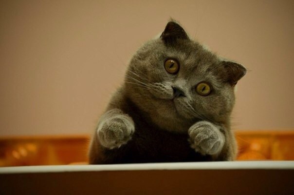 Смешная история про кота :).Есть кот. В коте десять килограммов. Есть кровать. У кровати высокая ...