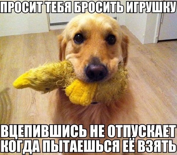 .•°Dogs Forever°•. - 14  2014  21:28