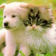 ������, 22 ����, �����-���������