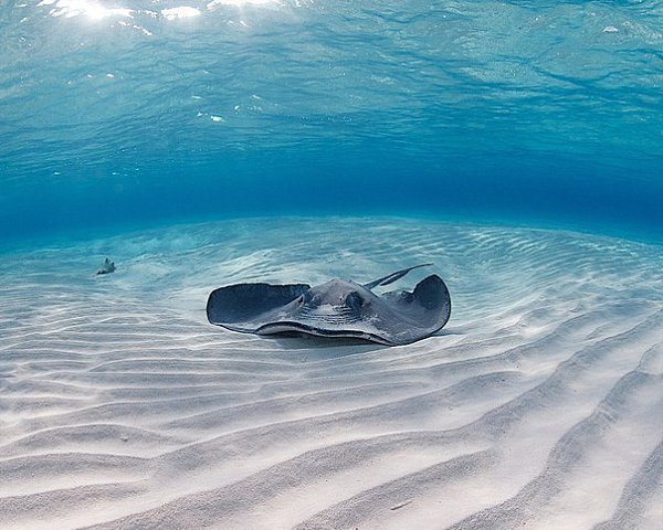 Подписывайтесь на нас: http://fotostrana.ru/public/233467 ;-) Скаты — водоплавающие бабочки Скаты, ... - 8
