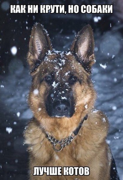 .•°Dogs Forever°•. - 13  2014  22:20