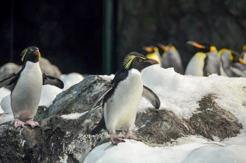 Большое путешествие маленького пингвина стих. Ласты пингвина. Большое путешествие пингвина. Императорский пингвин и человек. Большое путешествие маленького пингвина.