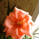 ���� ��������, ���������, 39 ��� - ��������� 9 ������ 2014 � ������ ������ ��������