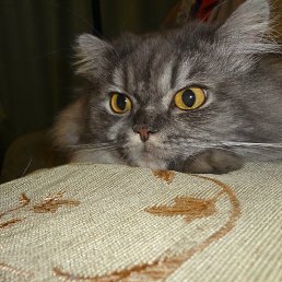 ������, ������, 48 ���