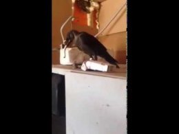 Интересно, а птицы знают, что курить вредно?