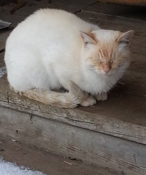 Рубрика #котизм_доброта.Москва и и МО Его