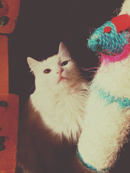 Рубрика #до_после@catism #ваши_котики@catism.Мы взяли Муську в дом 1 января после Нового Года. Для ... - 3