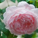 ���� �����, ������ - ��������� 17 ������� 2014 � ������ �flowers�