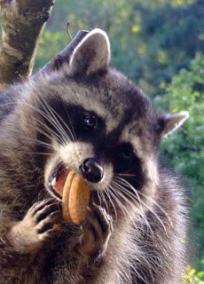 "Угостить енота-полоскуна сахаром, который он так любит, вам вряд ли удастся: енот тщательно ...