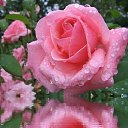 ���� �����, ���, 64 ���� - ��������� 5 ������� 2014 � ������ ���� ���������