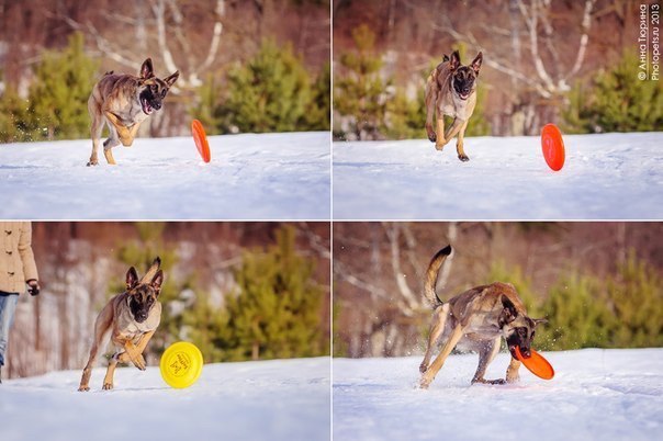 .•°Dogs Forever°•. - 13 октября 2014 в 21:25