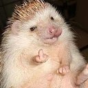 ���� Arm, ������, 49 ��� - ��������� 16 �������� 2014 � ������ ���� ����������