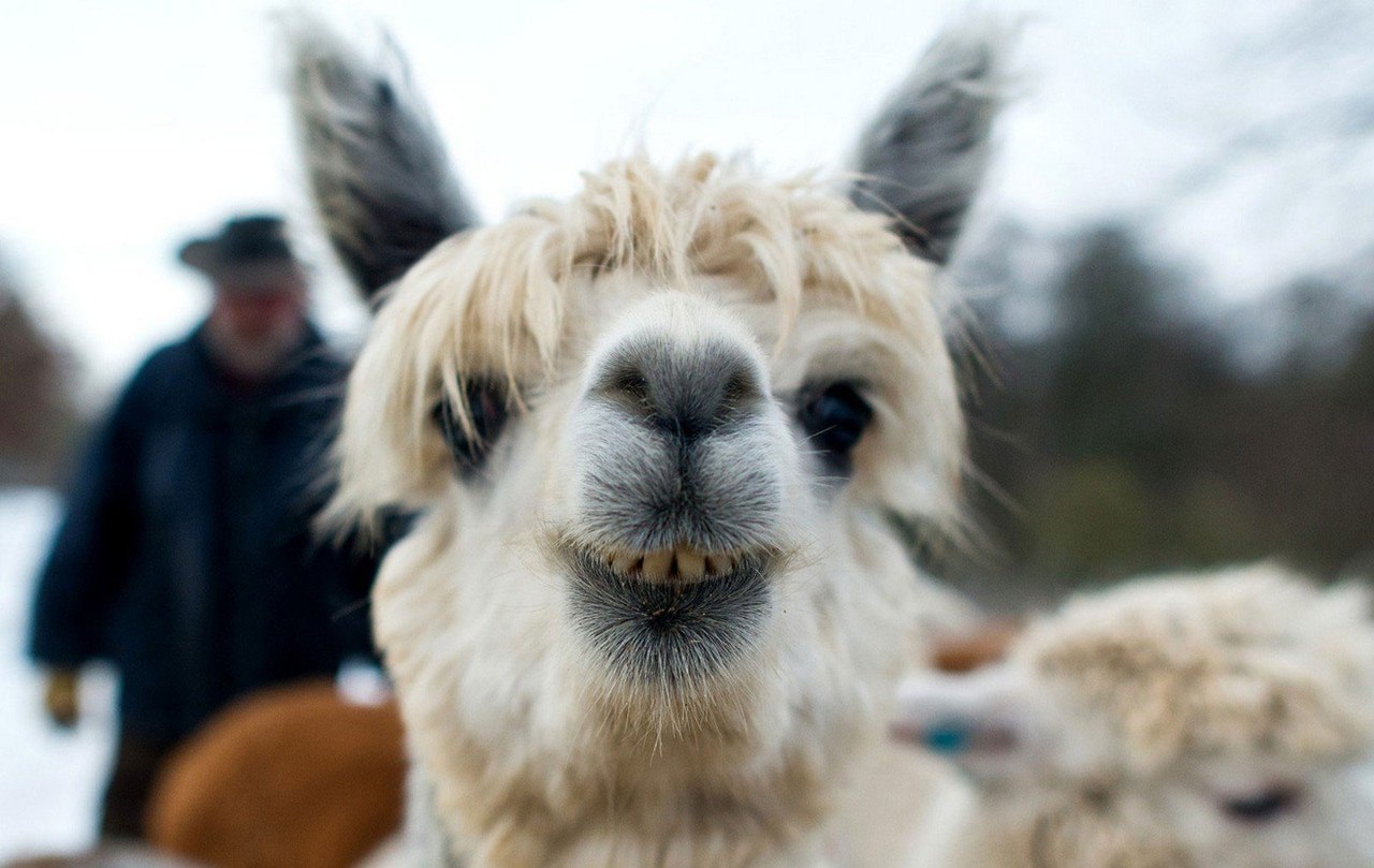  .#animal@travel.blog - 2