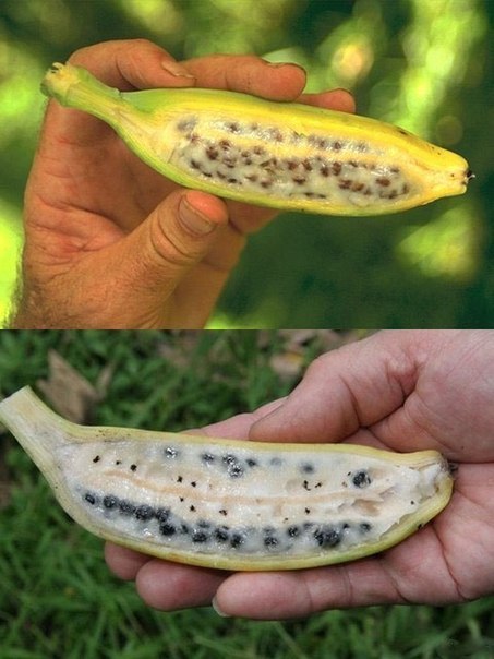 Zanahorias moradas, plátanos amargos y sandías sin agua: así hemos moldeado el c