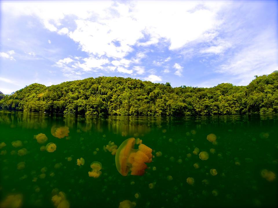 Jellyfish Lake in Palau. Photo by Tasha Howard. ! <a href=