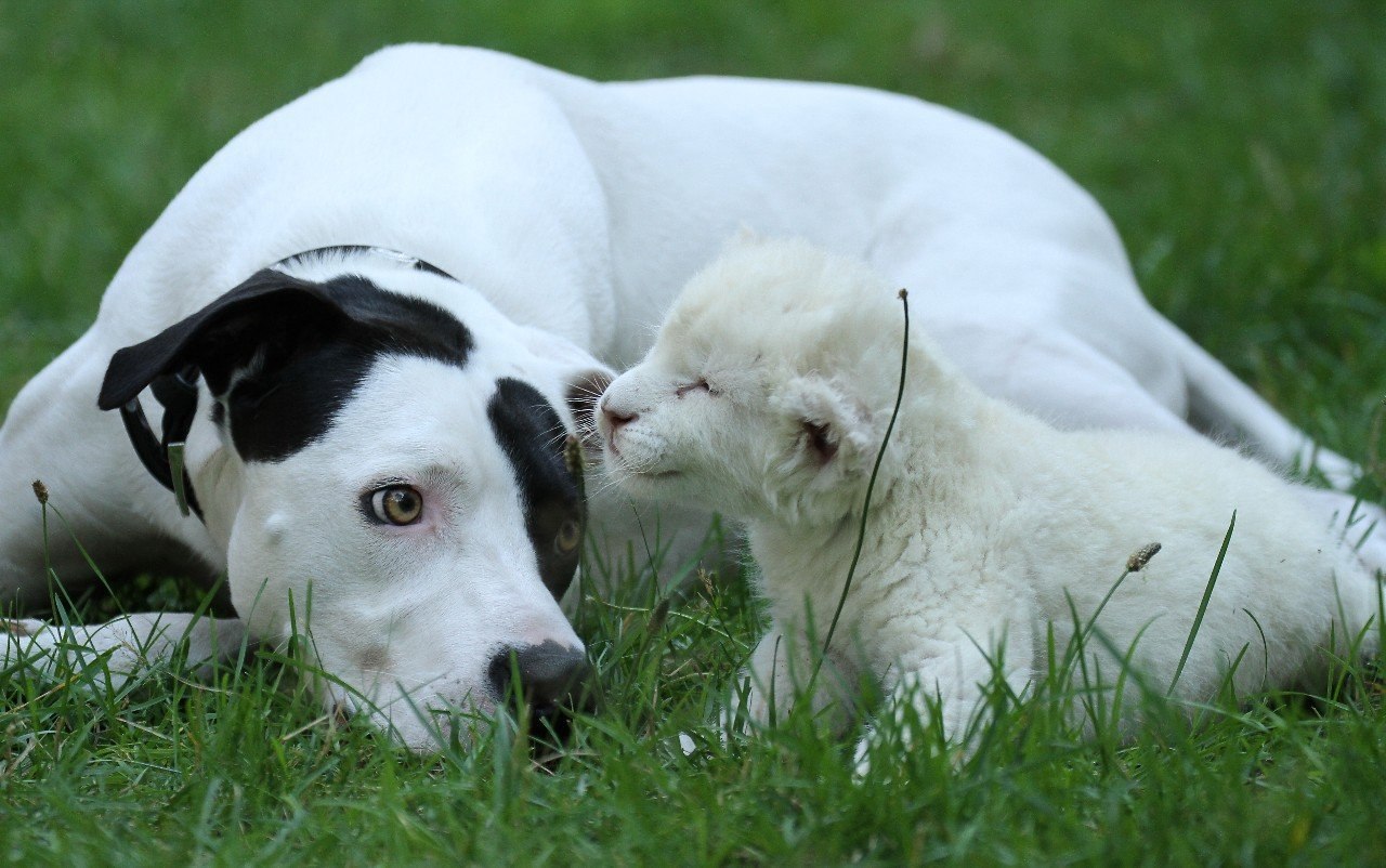 My animal friends. Собака белая с черными пятнами. Усыновить собаку. Белый Львенок и пёс.
