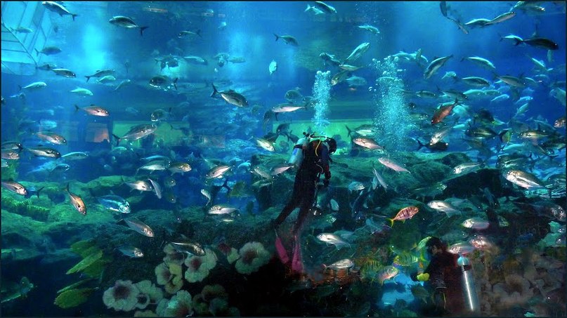   - "Dubai Mall Aquarium",  (). "Dubai Mall ... - 10