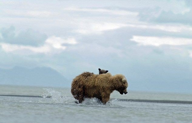 Медведи на викенди. Медведь на пляже. Край света медведи. Медведь на Гавайях. Остров медведей на Аляске.