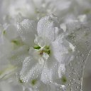 ���� �����, ������ - ��������� 17 ������� 2014 � ������ �flowers�