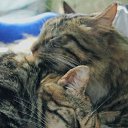 ���� ���, ����-���������, 46 ��� - ��������� 8 �������� 2014 � ������ ���� ����������