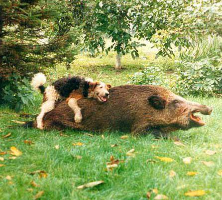 ��������! *HELLO* ������������ ���������� � ���� ��������� (�� ������� � ������ � �������������!!!), ...