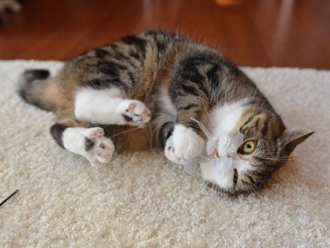  :3