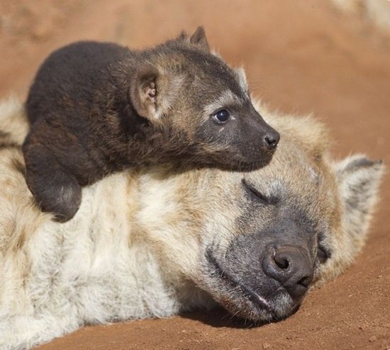 ��������� �����